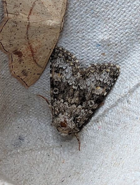 Hecatera dysodea 