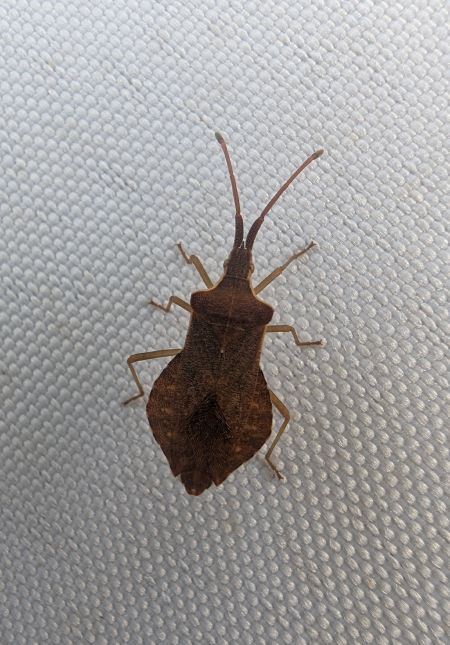 Syromastus rhombeus 