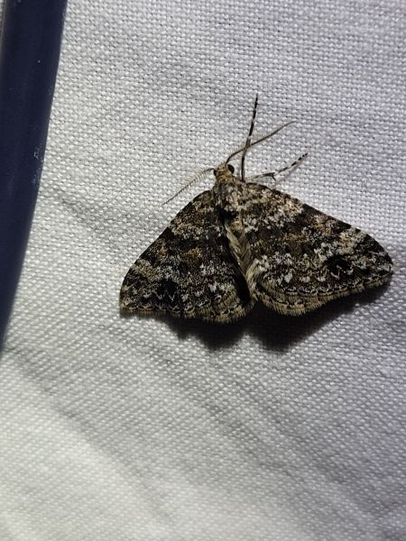 Mesotype didymata  - Thomas Lux