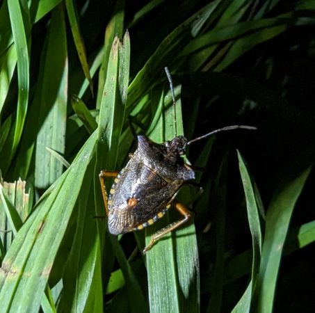 Pentatoma rufipes 