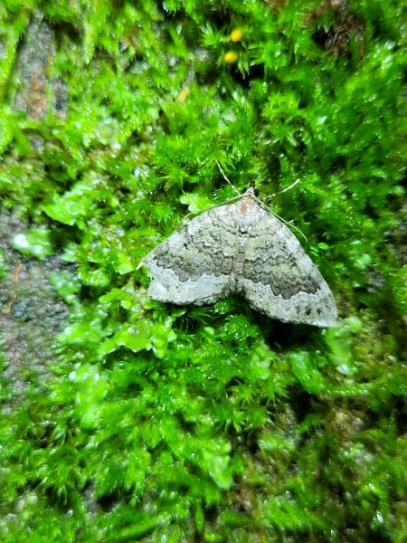 Colostygia olivata  - Thomas Lux
