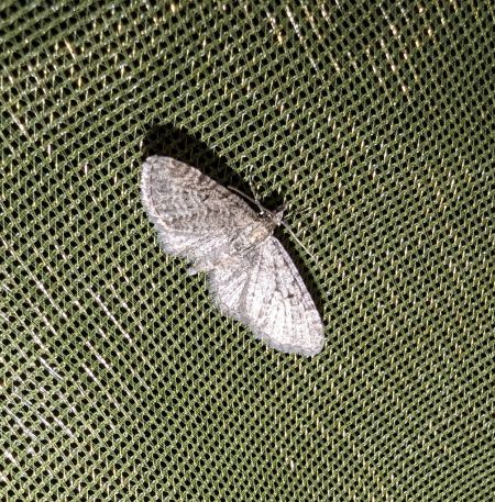 Eupithecia virgaureata 