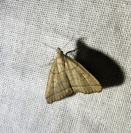 Herminia tarsipennalis 