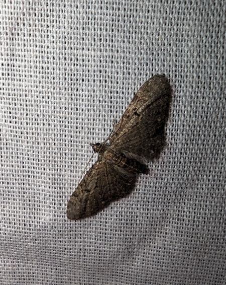 Eupithecia tripunctaria 