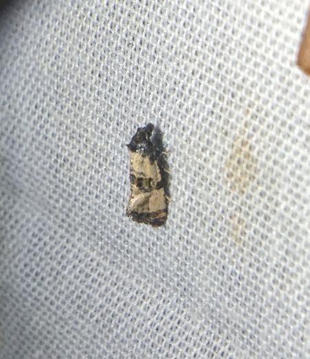 Cochylis dubitana 