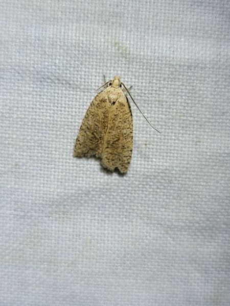 Agonopterix indéterminé  - Thomas Lux