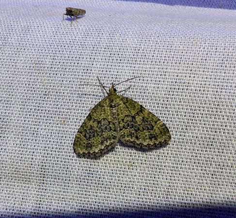 Acasis viretata 