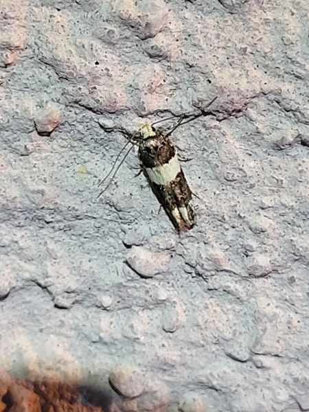 Recurvaria leucatella  - Thomas Lux