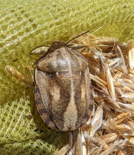 Eurygaster maura 