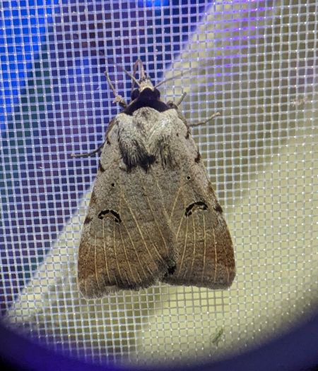 Lygephila craccae 