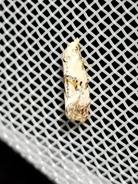 Cochylis hybridella  - Thomas Lux