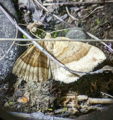 Scotopteryx chenopodiata 