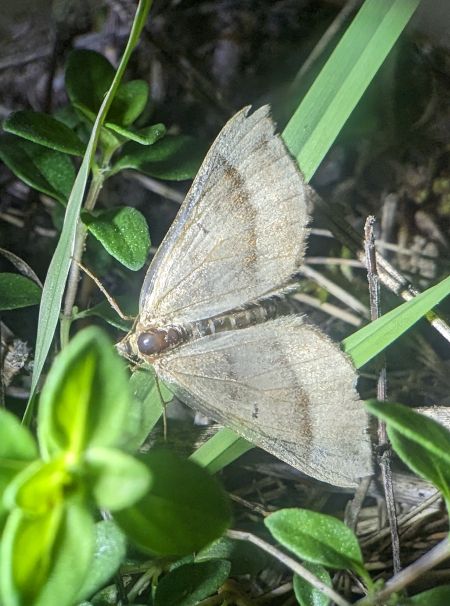 Scotopteryx chenopodiata 