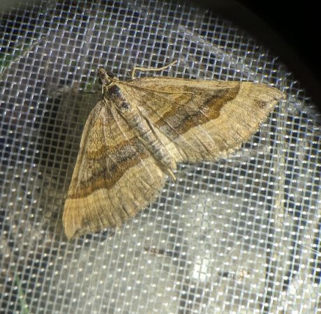 Scotopteryx chenopodiata 