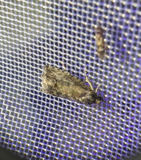 Cydia splendana 