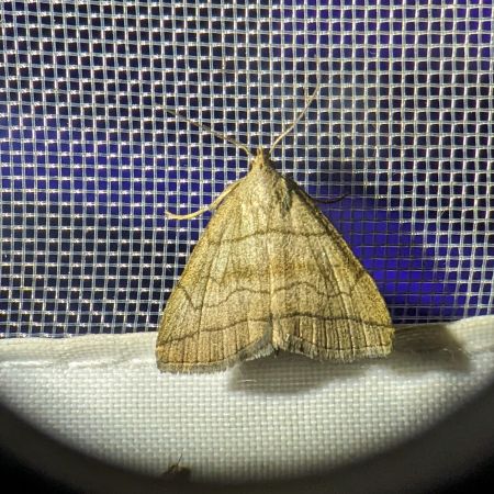 Herminia tarsicrinalis 