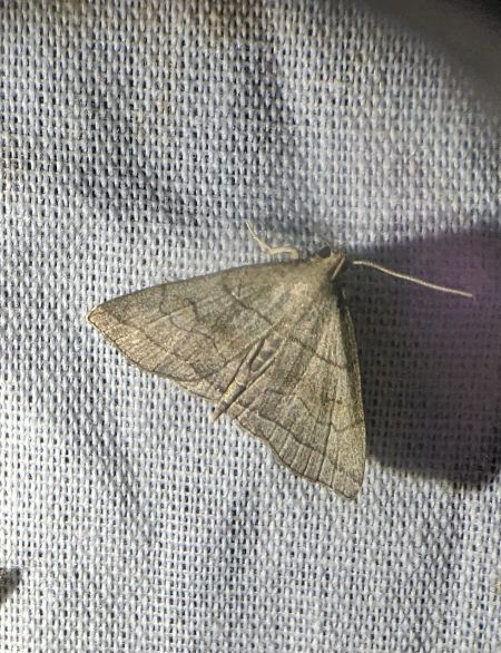 Herminia tarsicrinalis 