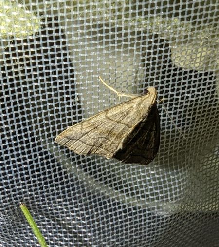 Herminia tarsicrinalis 