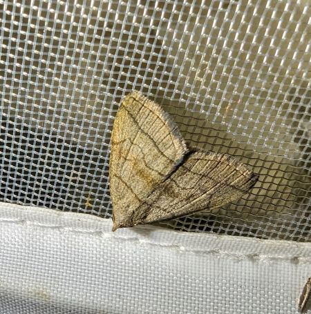 Herminia tarsicrinalis 