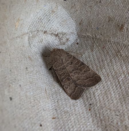 Hoplodrina indéterminé 
