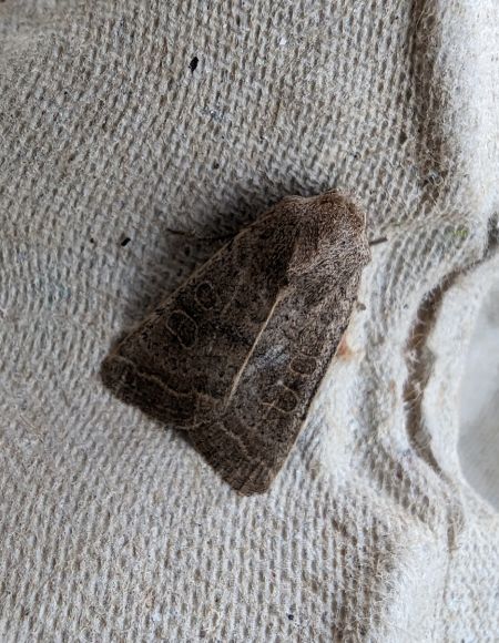 Hoplodrina sp. 