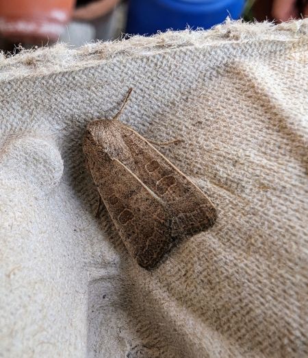 Hoplodrina sp. 