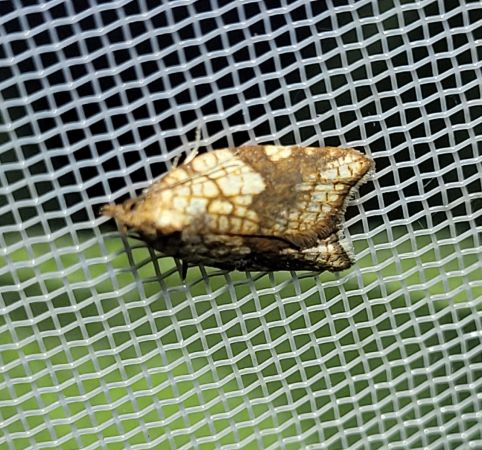 Acleris rhombana  - Thomas Lux