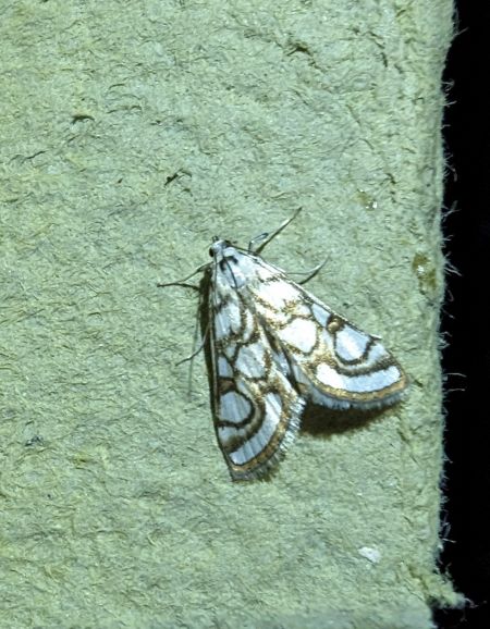 Nymphula nitidulata 