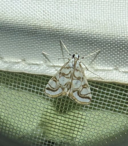 Nymphula nitidulata 