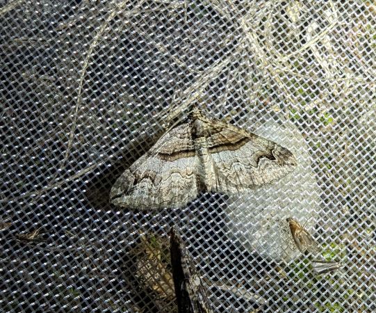 Pareulype berberata 