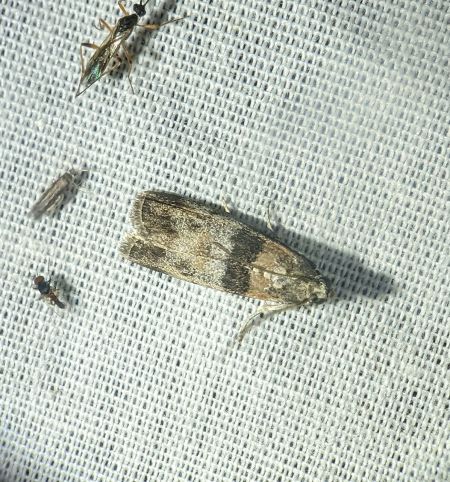 Sciota rhenella 