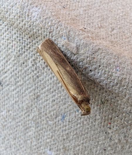 Selagia argyrella 