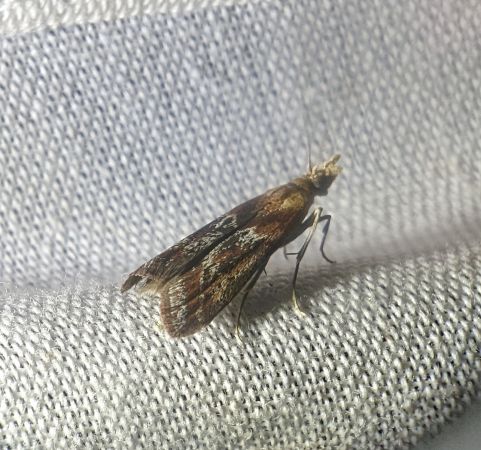 Ancylosis cinnamomella 