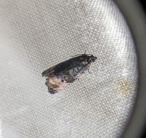 Metendothenia atropunctana 