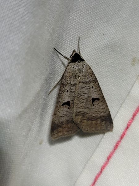 Lygephila pastinum  - Thomas Lux