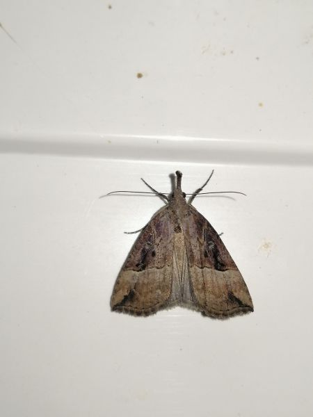 Hypena rostralis  - Alain Fizesan