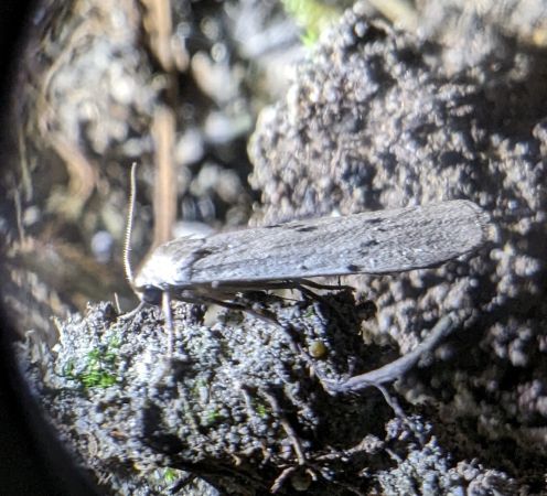 Lithosie crotte-souris 