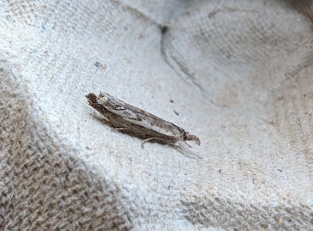 Agriphila geniculea 