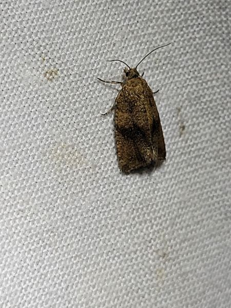 Celypha striana  - Thomas Lux