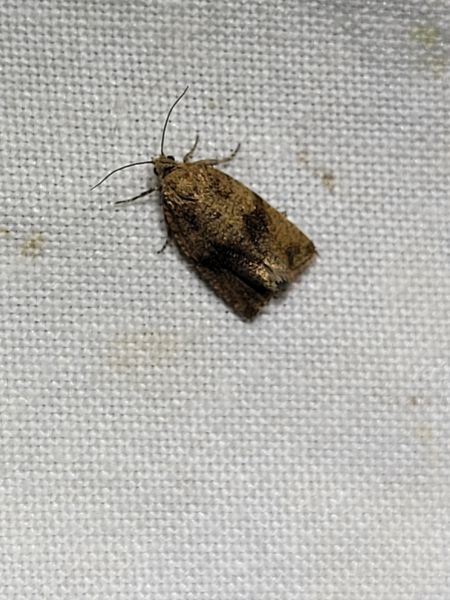 Celypha striana  - Thomas Lux