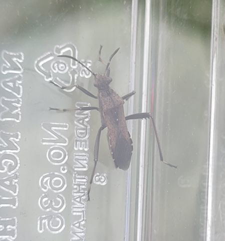 Alydus calcaratus  - Thomas Lux
