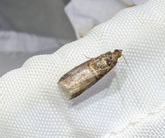 Acrobasis advenella 