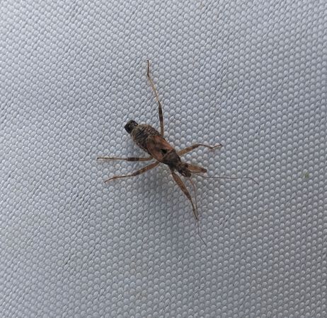 Himacerus apterus 