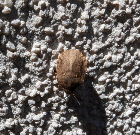Eurygaster maura 