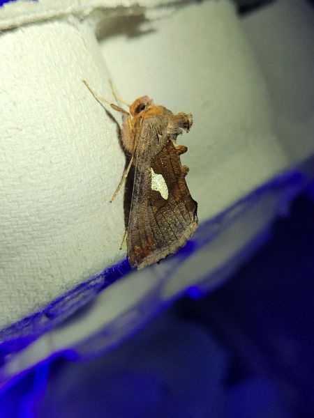 Autographa bractea  - Thomas Lux