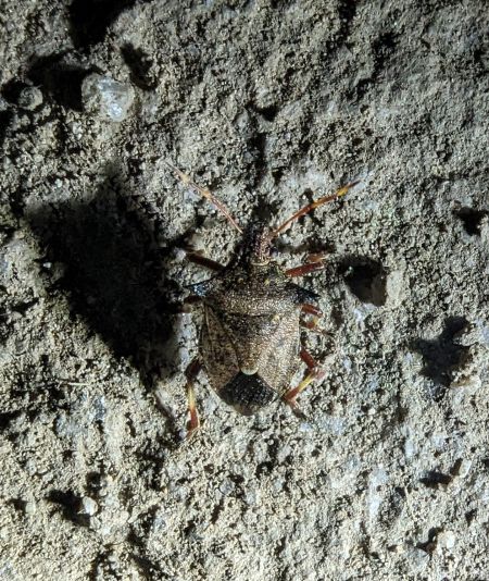 Picromerus bidens 