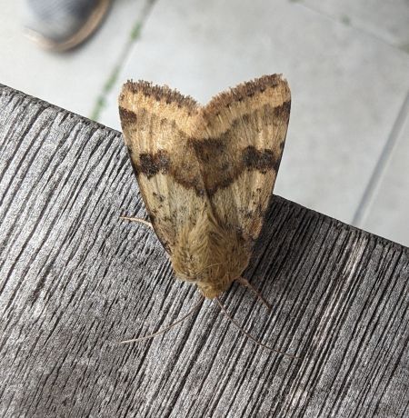 Noctuelle de la cardère 