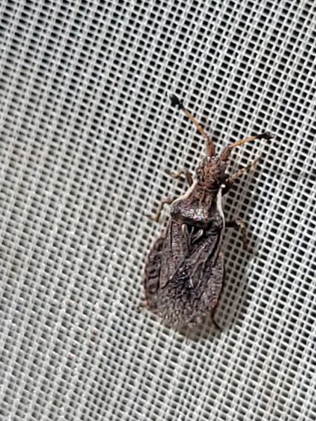 Spathocera dalmanii  - Thomas Lux