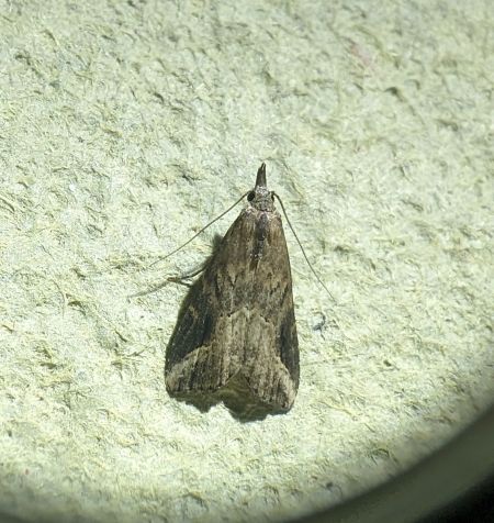 Schrankia costaestrigalis 