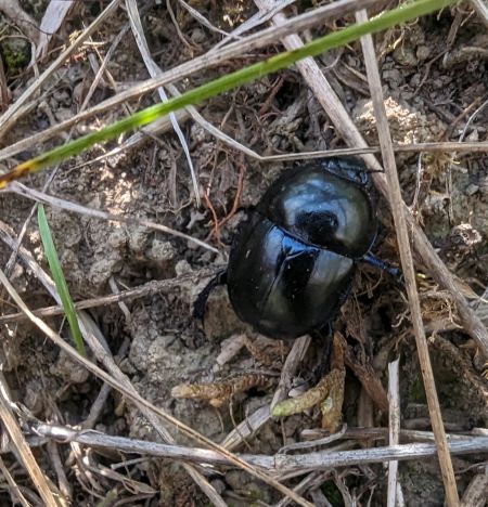 Trypocopris vernalis 